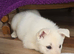 One white german shepherd available ready to go now