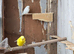 Pair of budgies