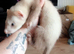 6 hob baby ferrets