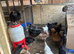19 Large chickens for rehoming