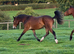 Stunning Connemara Gelding!
