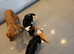Cavalier King Charles puppies (extensively health tested)
