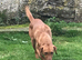 Fox Red Labrador