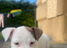 Parson russel pups