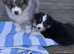 Ausssie puppies! Last 2 girlls available KC registred