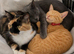 Kittens for sale