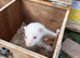 Ferrets - Hobbs and Jills ready to go