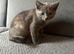 Kittens