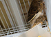 Young canary birds