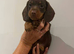 Miniature Dachshund