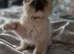 Beautiful seal mitted ragdoll boy kitten for sale