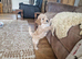 Beautiful and friendly apricot Cockapoo boy puppy well handled