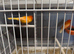 For Sale a pair of Red Canaries
