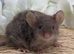 Super Friendly Fancy Mice