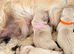 Golden Retriever Boys and Girls Available