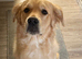 Goldador puppies for sale (Labrador x golden retriever)