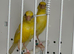 Young Irish Canary for sale