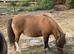Well bred mini mare