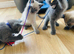 2 left beautifull kittens. Readynow :) looking forever homes