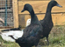 Small flock for sale 2 female ducks and 1 male duck
