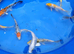 beautiful koi carp