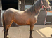 Cob cross filly
