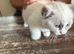 Ragdoll kittens
