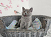 British Shorthair female