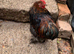 Pekin Cockerel chicken