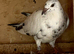 2 Grizzle racing pigeons &pound;30 for the 2 RPRA rings