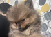 2 boy poms