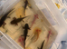 Rescue Axolotl Looking For New Homes