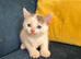 Beautiful sphynx cross kittens