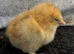 Different variety of bantams for sale