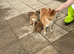 Shiba Inu pups