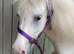 Perfect Children’s Pony/Therapy Pony For Sale