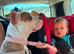 American bulldog
