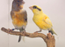 Harlequin canary pair
