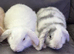 4 Beautiful Pure Mini Lops
