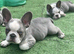KC Registered French Bulldog Puppies Ready Now