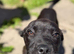 Female staff x shar pei