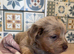 Dachshund cross boy