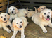GOLDADOR PUPPIES READY FOR THEIR FOREVER HOMES