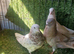 Rollers pigeons