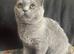Scottish fold for sale