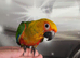 Jenday Conures Hand Reared