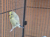 Baby budgie for sale