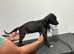 Saluki bull x whippet bull