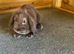 Gorgeous mini lops ready now