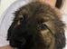 Caucasian shepherd puppies